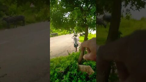 Pushpa