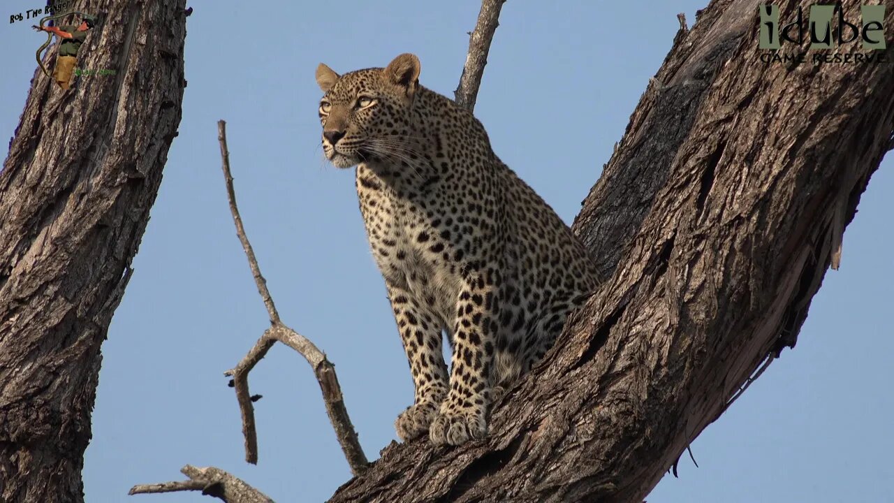 Scotia Female Leopard Talking To Nyeleti