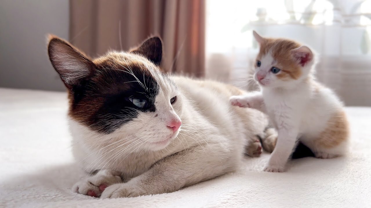 Dad Cat Ignores Tiny Kitten [Try not to Laugh]