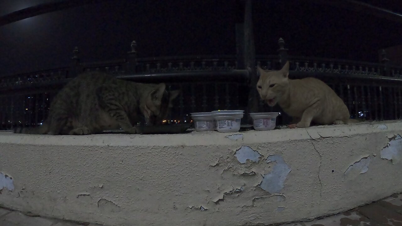 MICHAEL JACKSON & ED SHEERAN - Homeless cats in Ras Al Khaimah, UAE #cat #EdSheeran #MichaelJackson