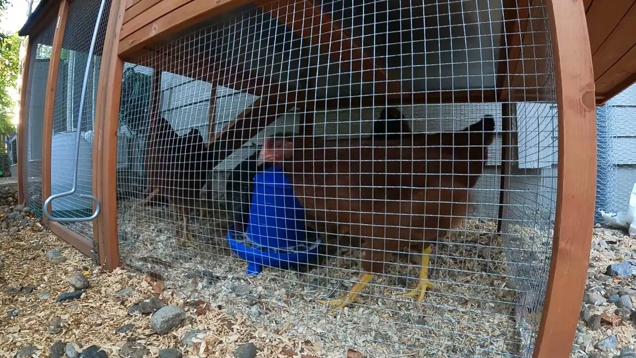 My Backyard Chickens - Episode 69