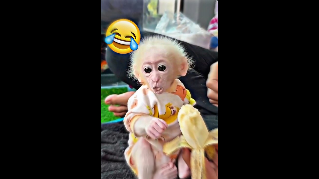 Monkey eating banana 🐵