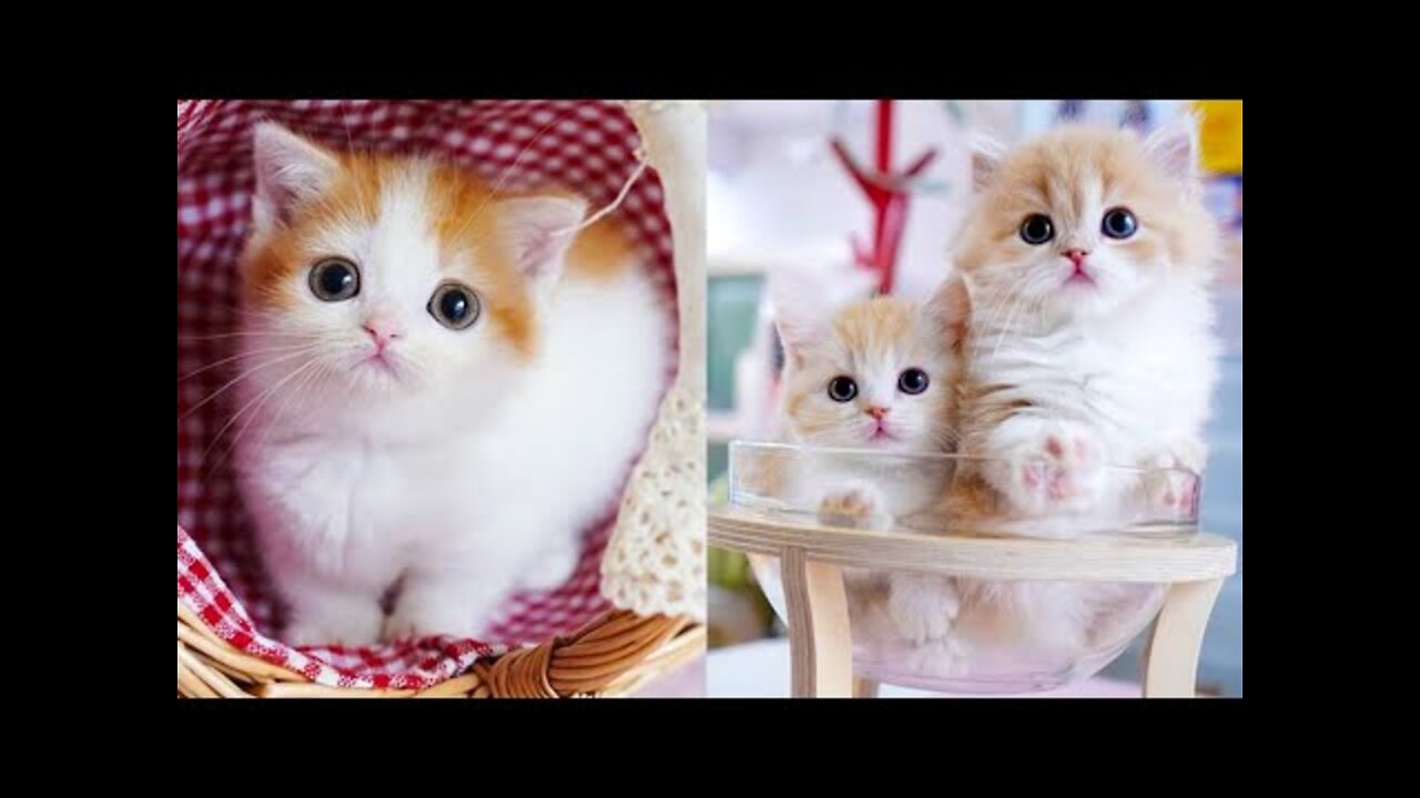 Baby Cats - Cute and Funny Cat Videos Compilation #39 - Aww Animals