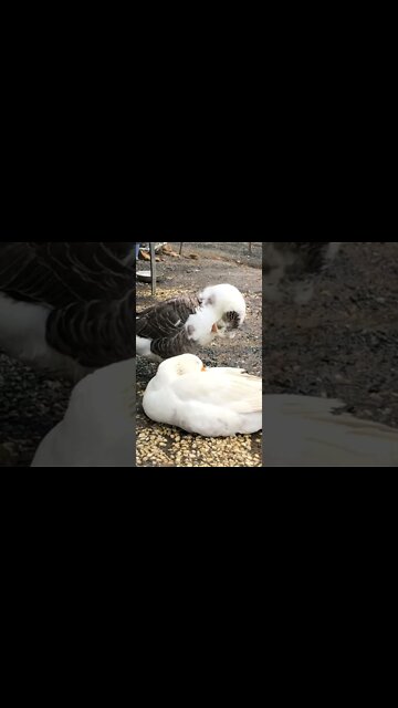 Beautiful pilgrim geese