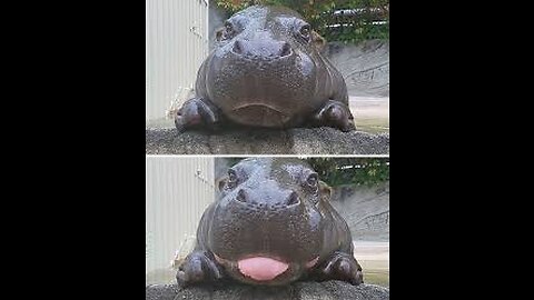 Funny Animal Video/