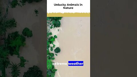 Unlucky Animals in Nature