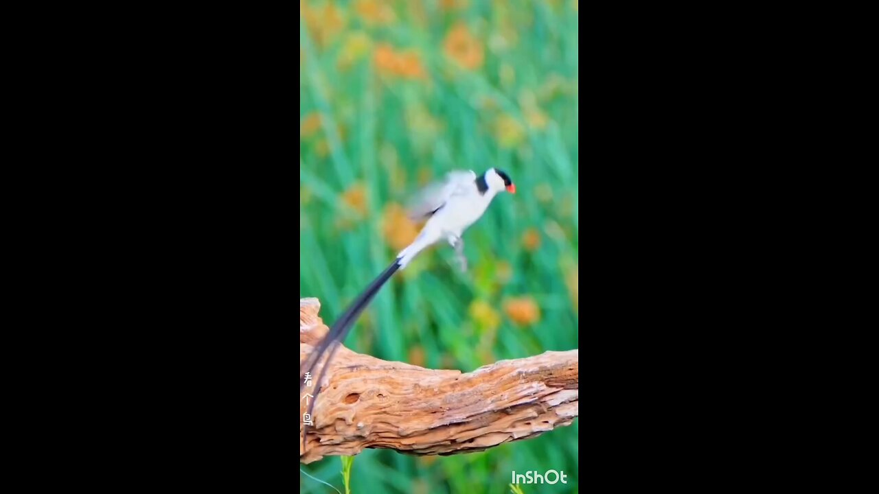 cutest bird in the world