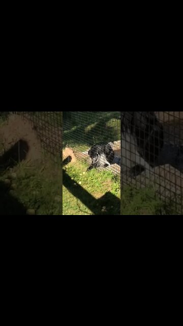 A monkey trying to get an apple