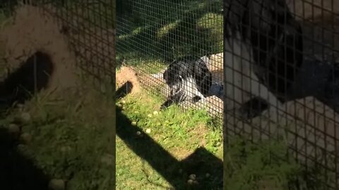 A monkey trying to get an apple