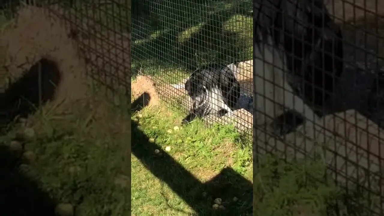 A monkey trying to get an apple