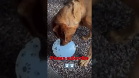 Wow How cute 😂❤️ please get this viral | #viral | #funnydogs | #trending | #shorts