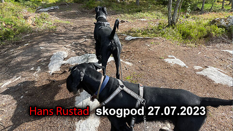 Skogpod 27. juli 2023