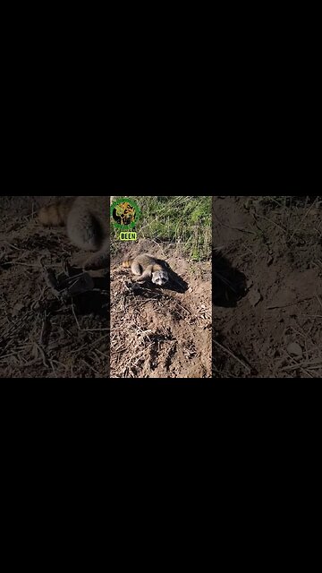 Raccoon 🦝 No. 10 on Check Day 23 #outdoors #trapping #viral #oklahoma #fyp