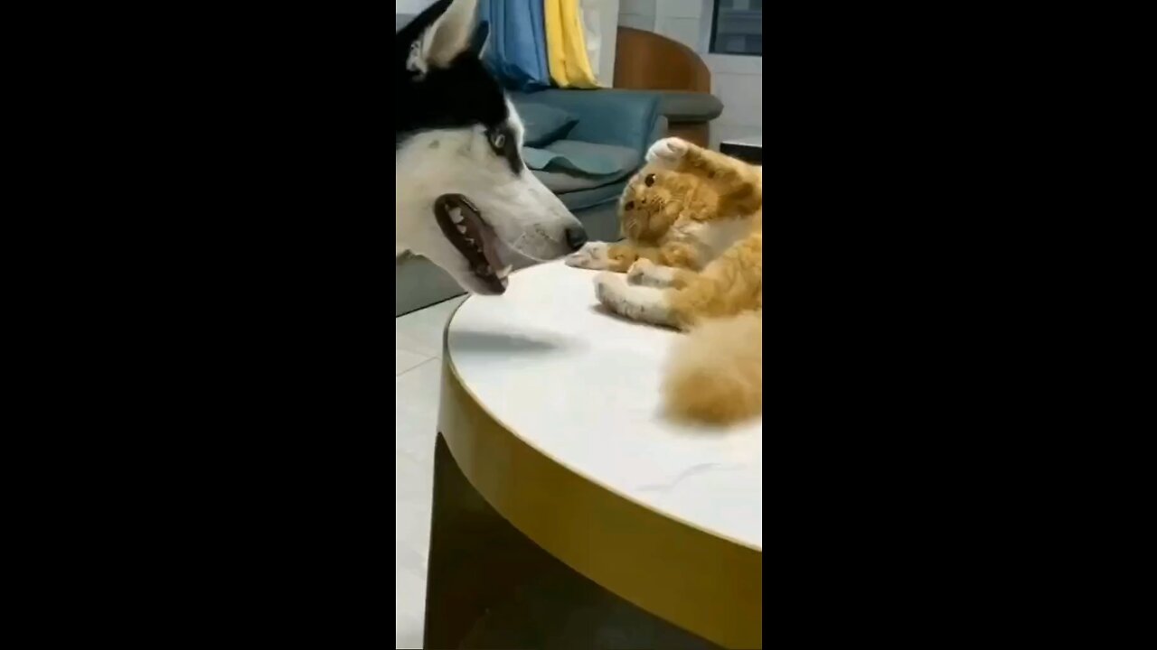 cat & Dog fight