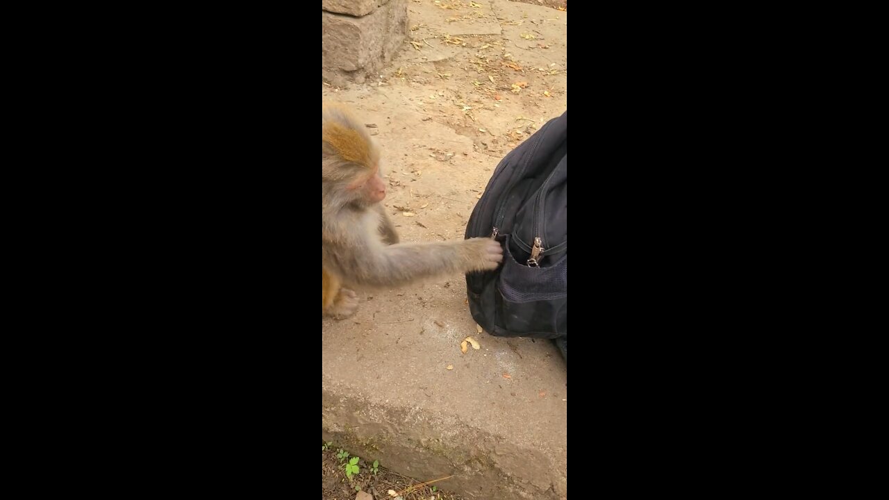 Monkey can open zip