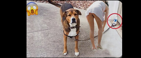 Funniest Videos😂 Funny Cats 🐱 And Dogs 🐶 😂