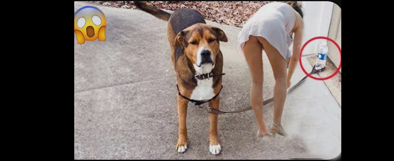 Funniest Videos😂 Funny Cats 🐱 And Dogs 🐶 😂