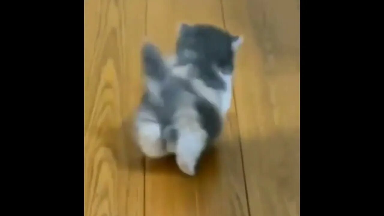 Canal=Léo Sócrates