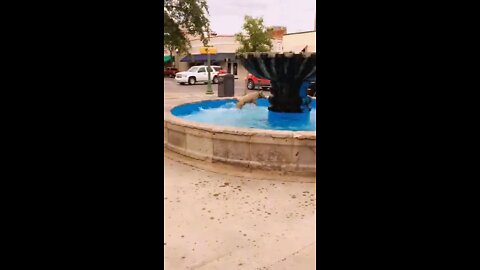 Dog + water fountain = a great time