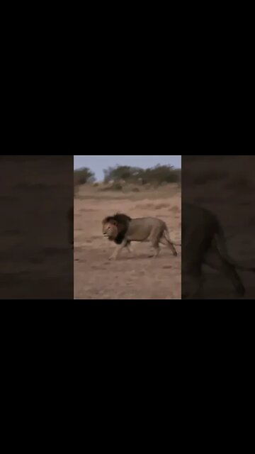 Maasai Mara Sightings Today 03/08/21 (Lions, Cheetah, Rhino, etc) | Zebra Plains | #shorts