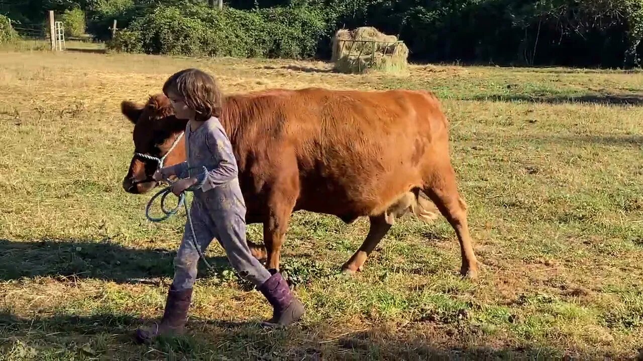 Irish Dexter Family Milk Cows: Prairie and her young trainer