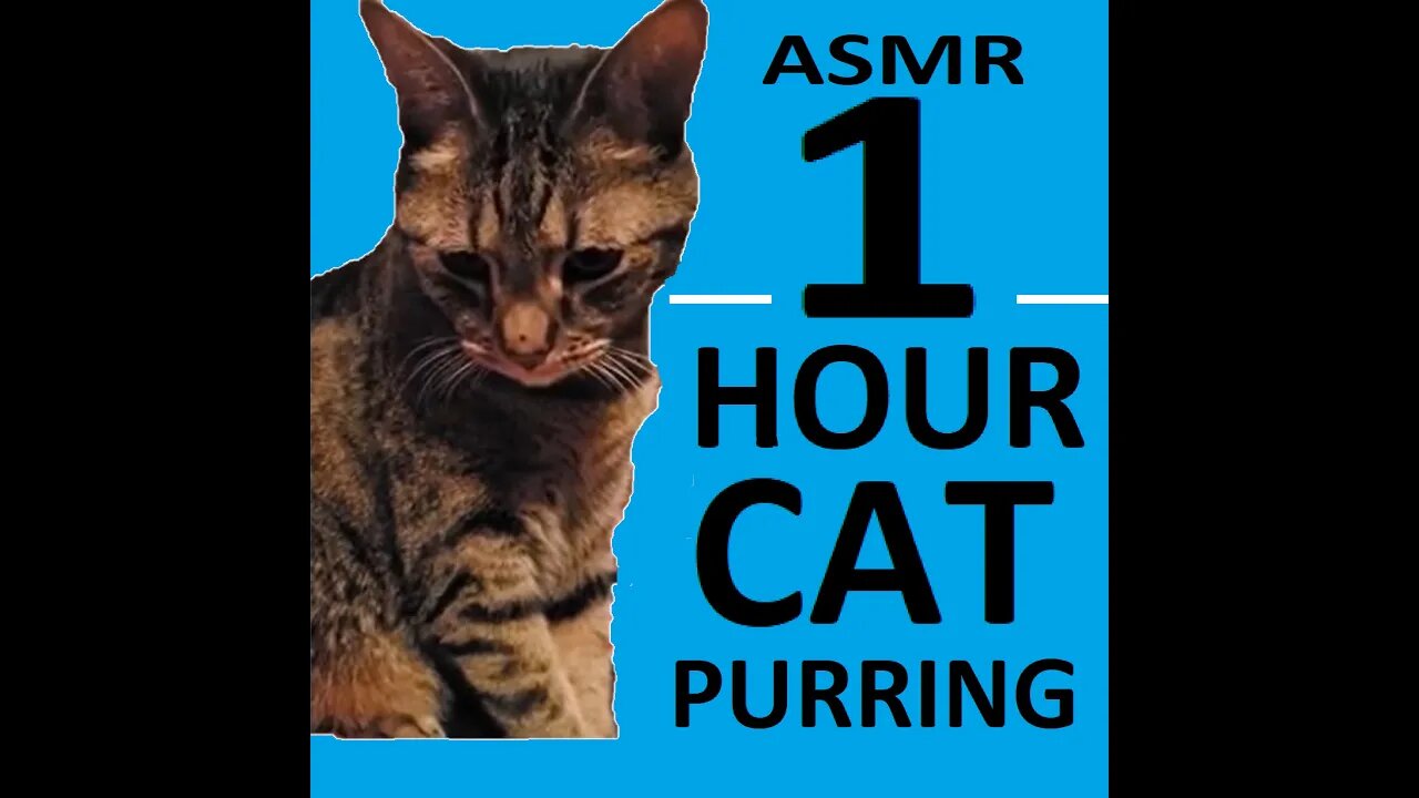 1 Hour CUTE CAT PURRING | Relaxation | ASMR for Sleep