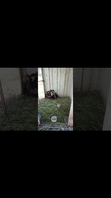 Ducklings are getting bigger