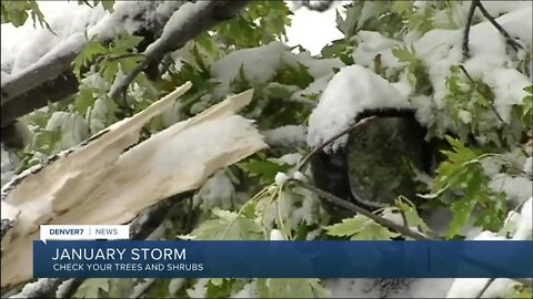 January storm: how to clear trees/shrubs