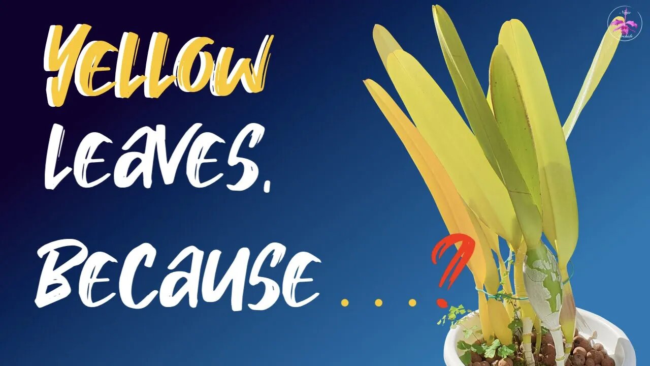 10 reasons why we see our #orchids with yellow leaves | Warning Signs | Symptoms | Normal Color