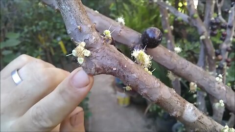 Aprenda a fazer poda de frutificação na jabuticabeira e veja o resultado