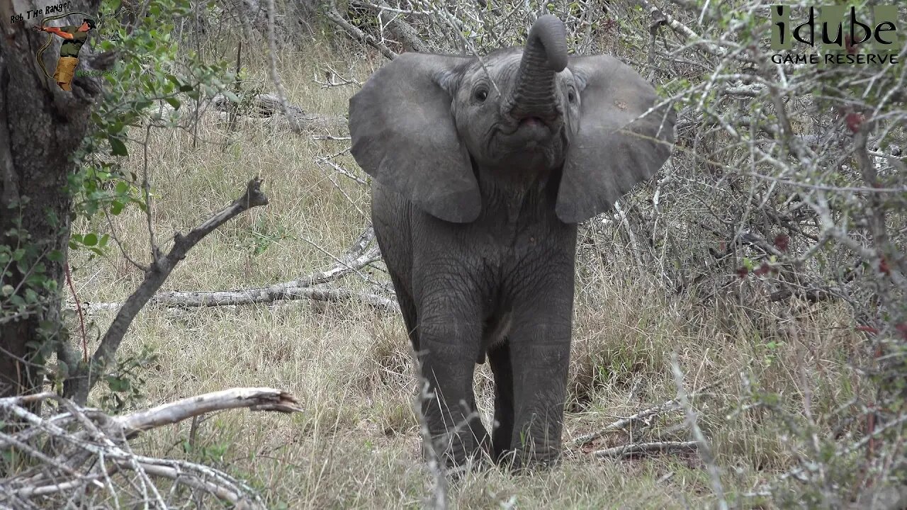 Cute African Elephant Calf Trying To Act Big