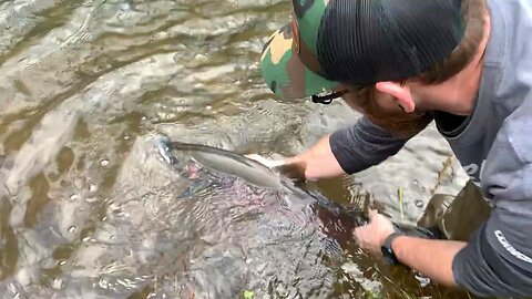 Coho Salmon