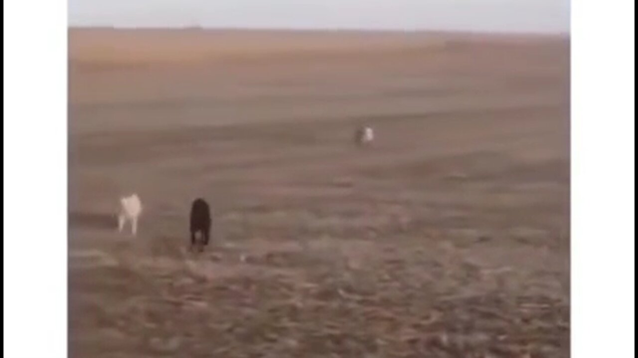 Man Finds His Dog In A Field Plus Two