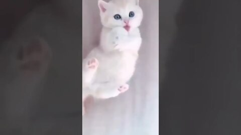 Cute Cat 💕#cat #youtubevideos #funny @Cat Lovers Planet ​