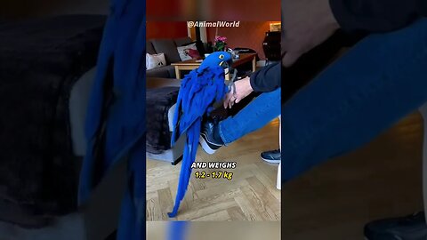 The Largest Parrot in World | Hyacinth Macaw