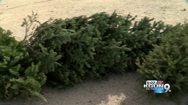 Christmas tree recycling begins Dec. 26th