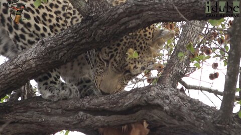 Scotia Female Leopard With An Impala Taken From Hyenas