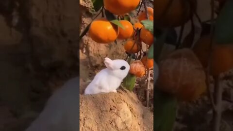 funny animals shorts