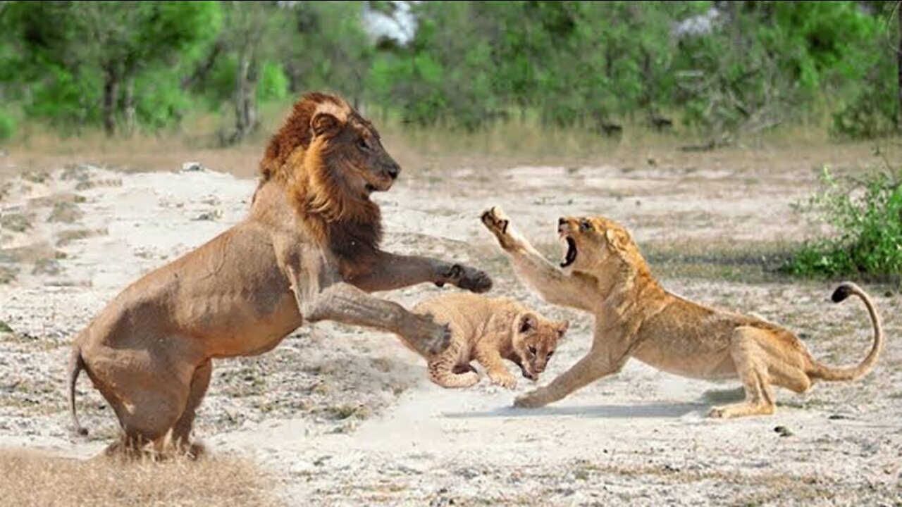 Playful lion cubs learn vital fighting skills from their mom