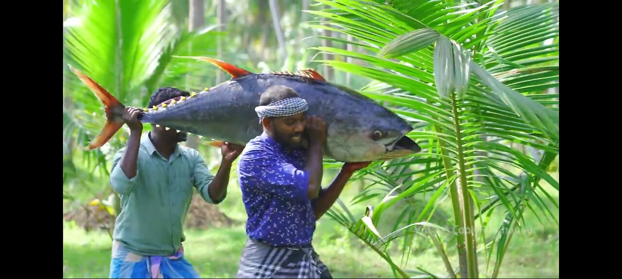 200 lb pound tuna fish village style cooking