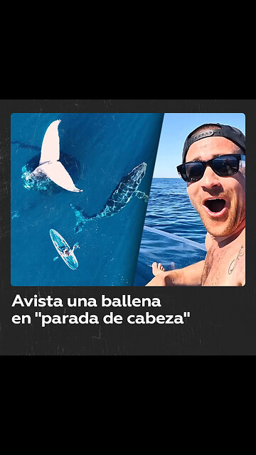 Un ‘influencer’ se topa con una ballena aparamente “congelada” en el océano