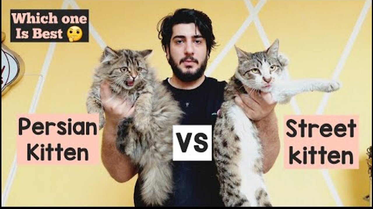 Persian Cat vs Street Cat | Major Difference between Street Cat & Persian Cat | Comparison