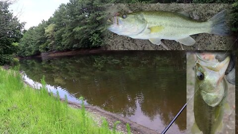 large-mouth bass catch