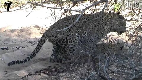 WILDlife: Leopards Pairing Behind A Bush