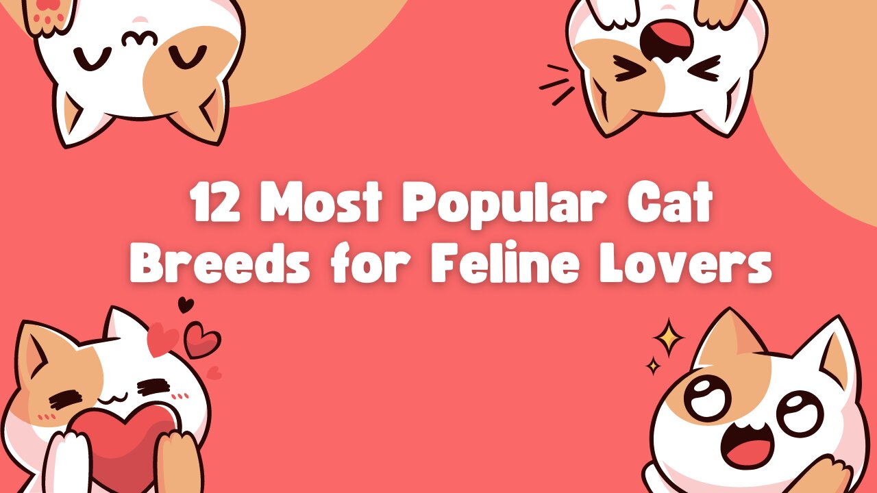 12 Most Popular Cat Breeds for Feline Lovers