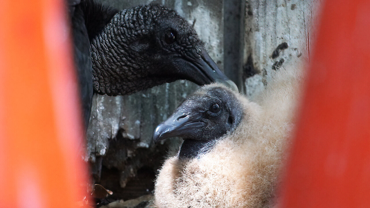 Cute Vulture Baby