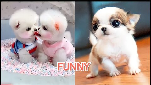 Cute baby 🐈 // Dog baby funny videos