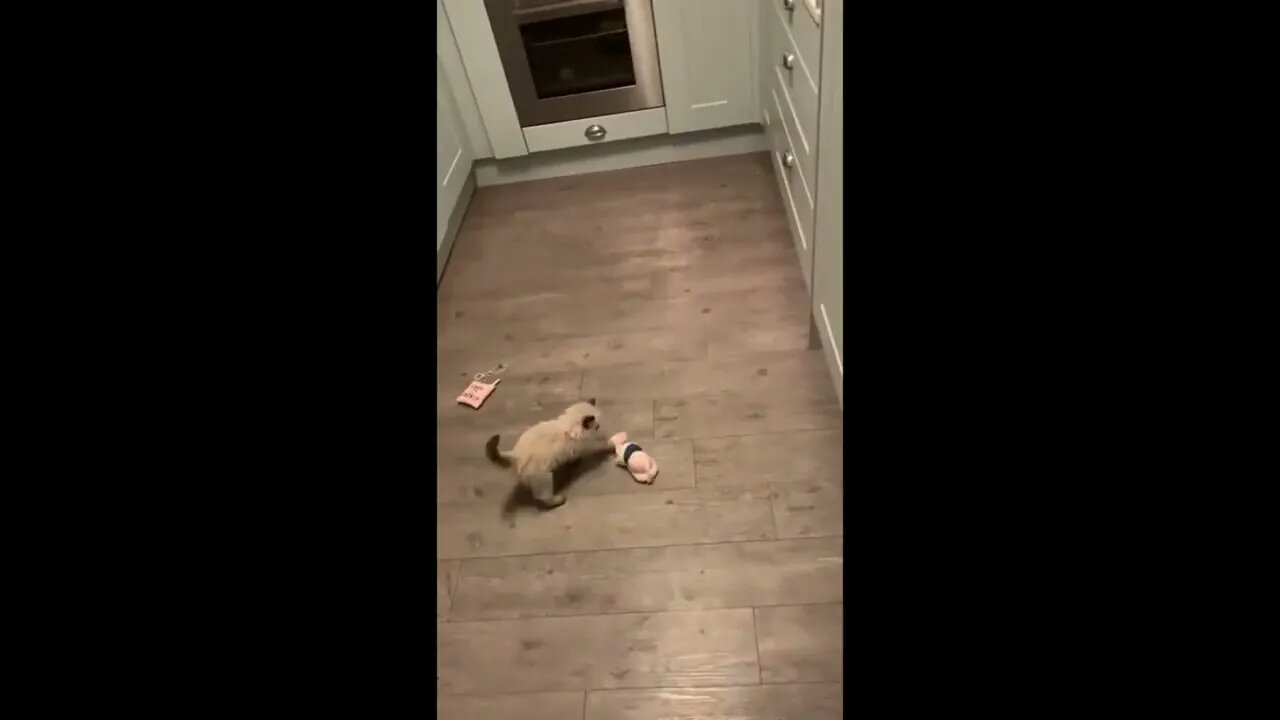 Kitten practicing being fierce