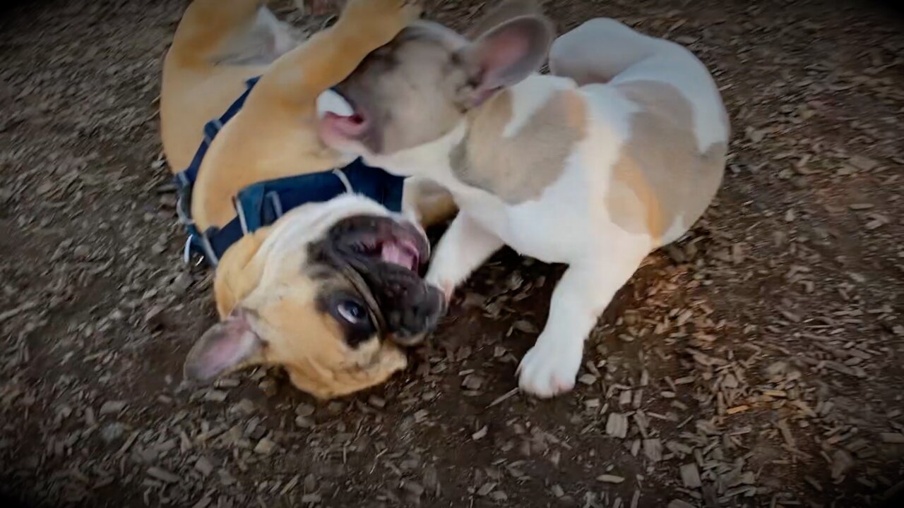 Turbeau, Pualani And Little Joey Playing At The Park