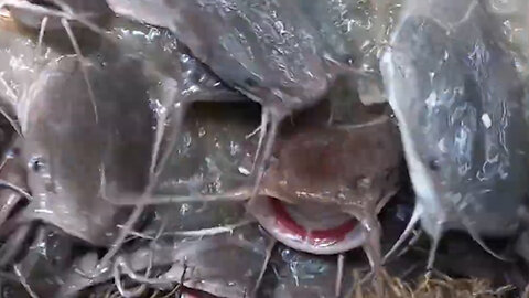 Beautiful Big Catfish Video